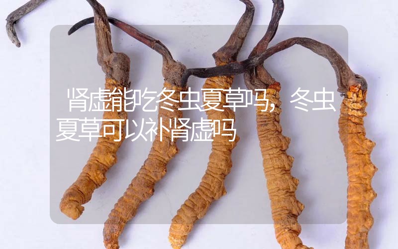 腎虛能吃冬蟲夏草嗎，冬蟲夏草可以補腎虛嗎？