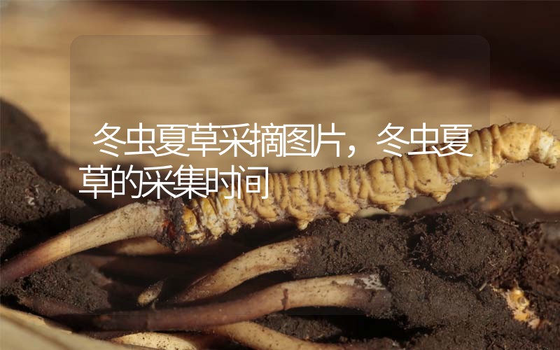 冬蟲夏草采摘圖片，冬蟲夏草的采集時間