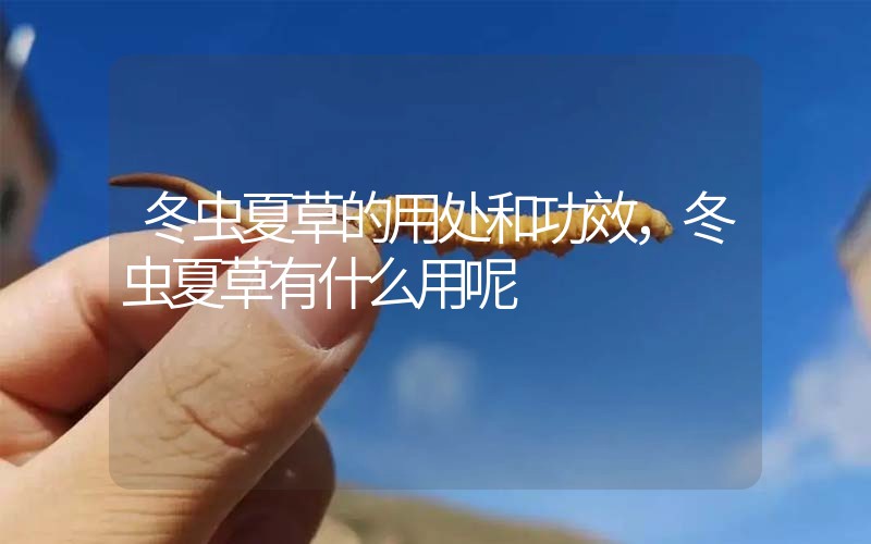 冬蟲夏草的用處和用法，冬蟲夏草有什么用呢