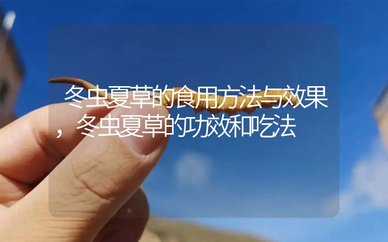 冬蟲夏草的食用方法與效果，冬蟲夏草的食用方法！