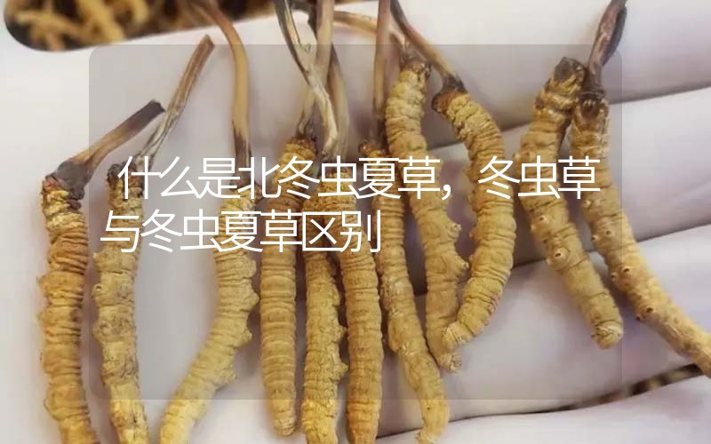 什么是北冬蟲夏草，北冬蟲草與冬蟲夏草區(qū)別