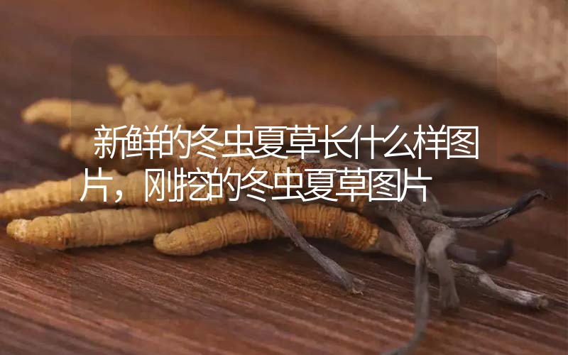 新鮮的冬蟲夏草長什么樣圖片，剛挖的冬蟲夏草圖片