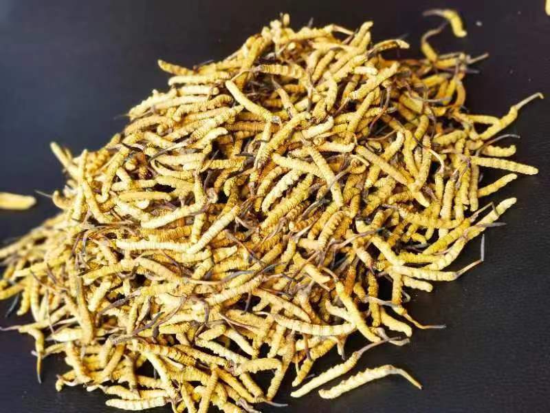 冬蟲夏草哪幾種食用方法比較好呢？推薦幾種參考