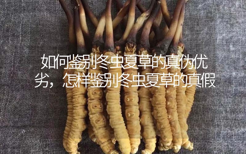 如何鑒別冬蟲夏草的真?zhèn)蝺?yōu)劣，怎樣鑒別冬蟲夏草的真假