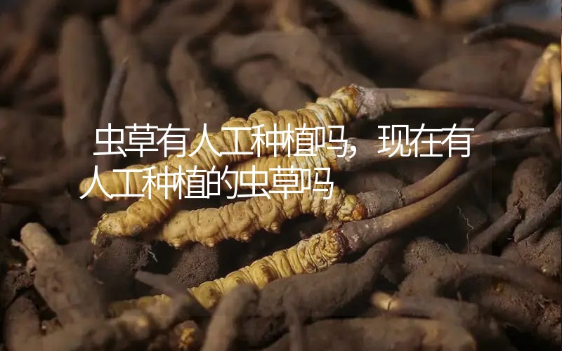 蟲草有人工種植嗎，現(xiàn)在有人工種植的蟲草嗎