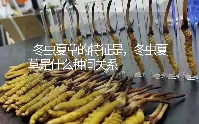冬蟲夏草的特征是，冬蟲夏草是什么種間關(guān)系