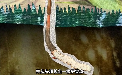冬蟲(chóng)夏草到底是蟲(chóng)還是草？你猜到了嗎？
