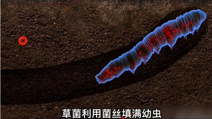 神奇的冬蟲(chóng)夏草為什么能從蟲(chóng)子變成草？它到底是怎么形成的呢？