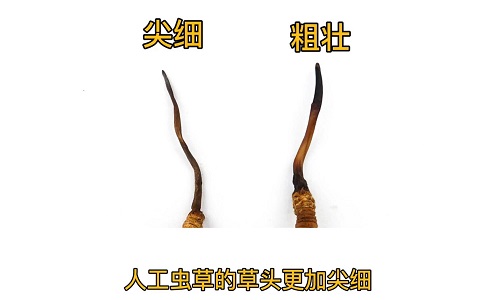 人工蟲(chóng)草和野生蟲(chóng)草如何分辨？人工冬蟲(chóng)夏草怎么鑒別