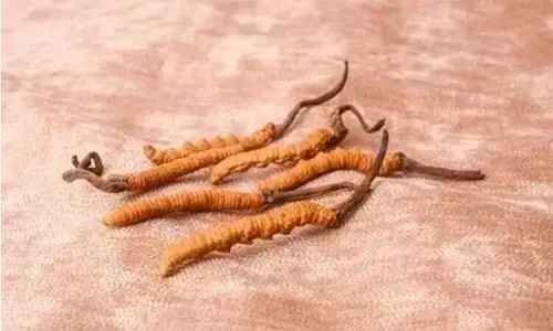 玉樹冬蟲夏草一斤多少錢？玉樹蟲草價(jià)格