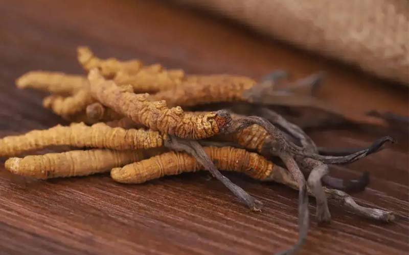 西藏的冬蟲(chóng)夏草作用如何？