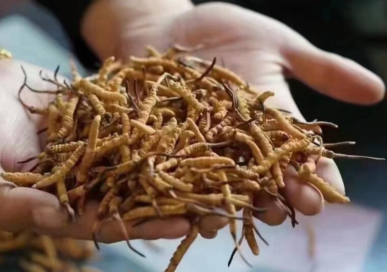 新鮮冬蟲夏草怎么洗最好？新鮮冬蟲夏草怎么清洗？