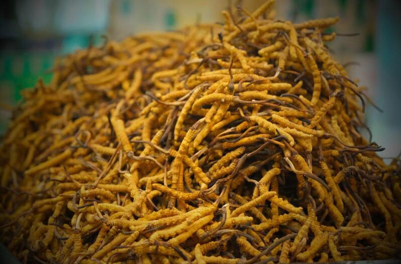 冬蟲夏草的產(chǎn)量為何一年不如一年呢？