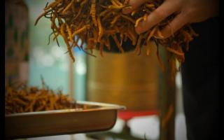 常見(jiàn)的六種不合格的冬蟲(chóng)夏草，一定要會(huì)分辨