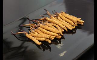 西藏那曲冬蟲(chóng)夏草批發(fā)價(jià)格？