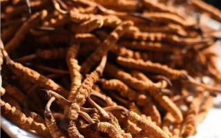 影響冬蟲夏草價(jià)格的因素有哪些？