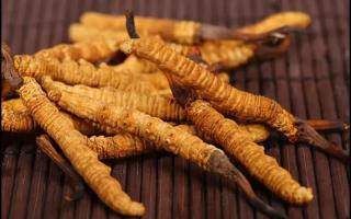 新鮮的冬蟲夏草怎么保存不會變質(zhì)？