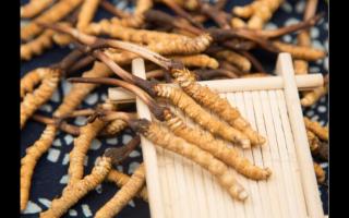 對(duì)話冬蟲夏草：為什么新鮮是王道？