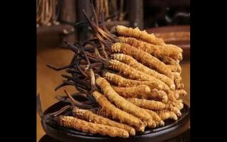 影響冬蟲夏草的價格因素有哪些？