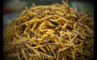 網(wǎng)上購(gòu)買的冬蟲(chóng)夏草為何如此便宜？