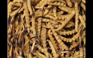 高品質(zhì)冬蟲夏草，全程人工采挖值得信賴！