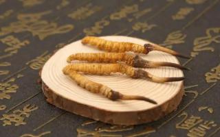新鮮的冬蟲夏草可以存放多長(zhǎng)時(shí)間？