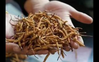 新鮮冬蟲夏草怎么保存，謹記五要素！