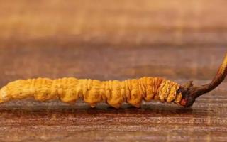 大小不一的冬蟲夏草有何區(qū)別？