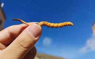 如何辨別人工冬蟲(chóng)夏草的質(zhì)量！