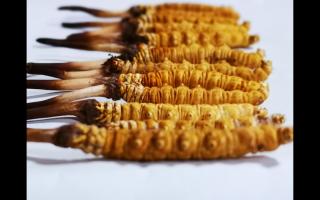 正宗高品質(zhì)冬蟲夏草怎么辨別？