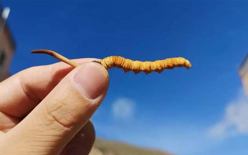 如何妥善保存新鮮的冬蟲夏草和干燥蟲草？