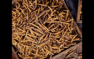 新鮮冬蟲(chóng)夏草的品質(zhì)受哪些影響？
