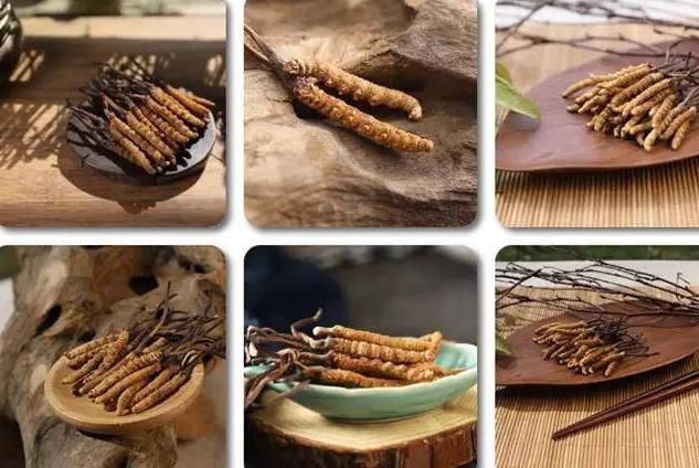 冬蟲(chóng)夏草和白蟲(chóng)草有什么區(qū)別？