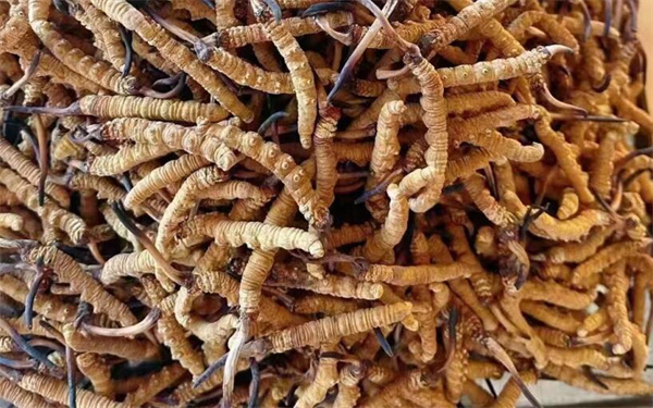 冬蟲(chóng)夏草可以和番石榴一起吃嗎？