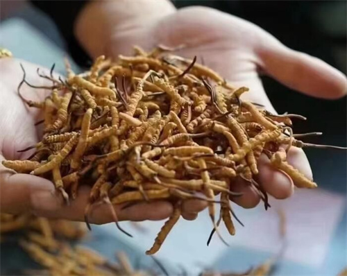 冬蟲(chóng)夏草是怎么形成的？冬蟲(chóng)夏草形成的主要步驟