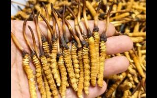 珍草王冬蟲夏草是真的嗎？揭秘珍稀藥材的真相