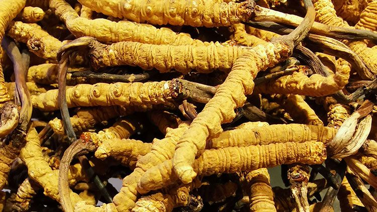 冬蟲夏草是什么味道？揭秘“軟黃金”的獨特風(fēng)味