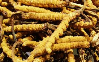 冬蟲夏草是什么味道？揭秘“軟黃金”的獨特風(fēng)味