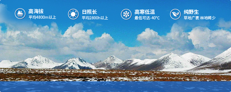 為什么說(shuō)西藏那曲的冬蟲(chóng)夏草，是品質(zhì)最好的蟲(chóng)草！