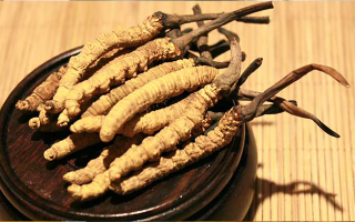 未來冬蟲夏草會漲價嗎？