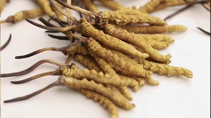 水溫決定營(yíng)養(yǎng)！冬蟲夏草鮮草泡水溫度全解析?
