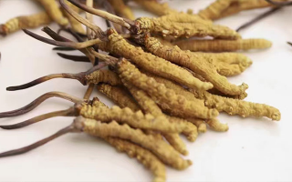 水溫決定營(yíng)養(yǎng)！冬蟲夏草鮮草泡水溫度全解析?