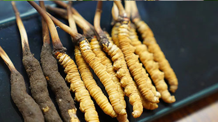 冬蟲夏草鮮草吃多久？科學(xué)食用周期與效果解析