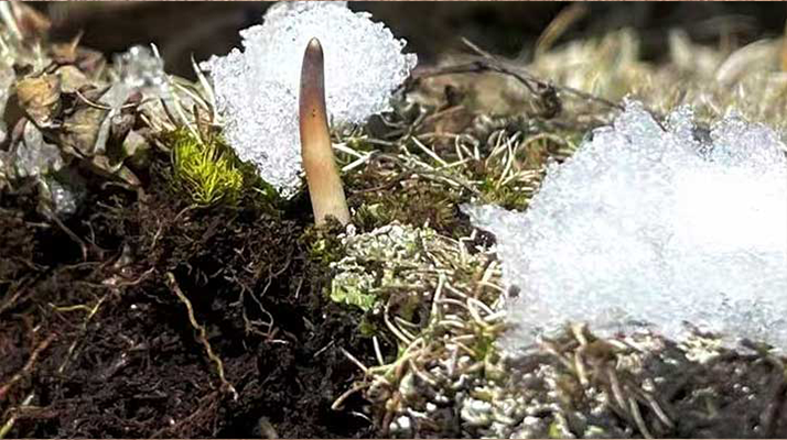 探秘雪域珍寶：最大的新鮮<a href=http://www.dakangedu.com/ target=_blank class=infotextkey><a href=http://www.dakangedu.com/s/nqcc/ target=_blank class=infotextkey>那曲冬蟲夏草</a></a>