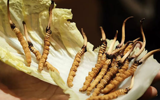 冬蟲夏草為何鮮的好？深度解析鮮蟲草的獨(dú)特優(yōu)勢
