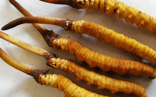 冬蟲夏草鮮草價(jià)格多少？揭秘其背后的定價(jià)密碼