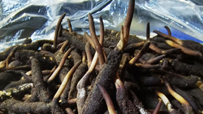 新鮮冬蟲夏草能放多久吃？一文掌握儲(chǔ)存與食用期限