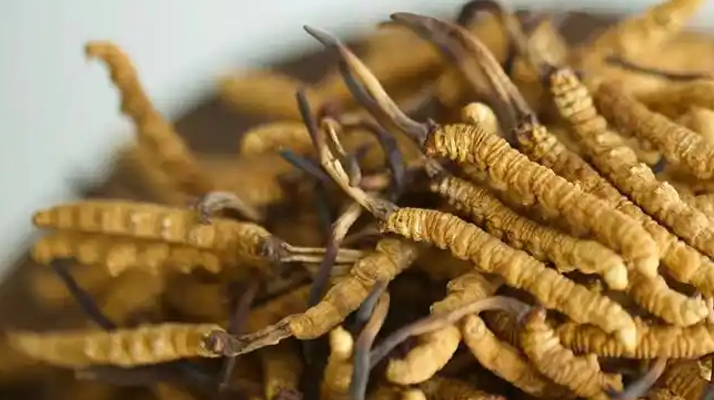 野生冬蟲夏草的多重價值：從傳統(tǒng)藥用到現代養(yǎng)生