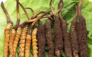 吃新鮮冬蟲夏草后拉肚子？原因與應(yīng)對(duì)方法解析