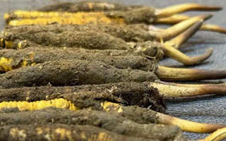 新鮮冬蟲夏草可以泡水喝嗎？正確方法與功效解析